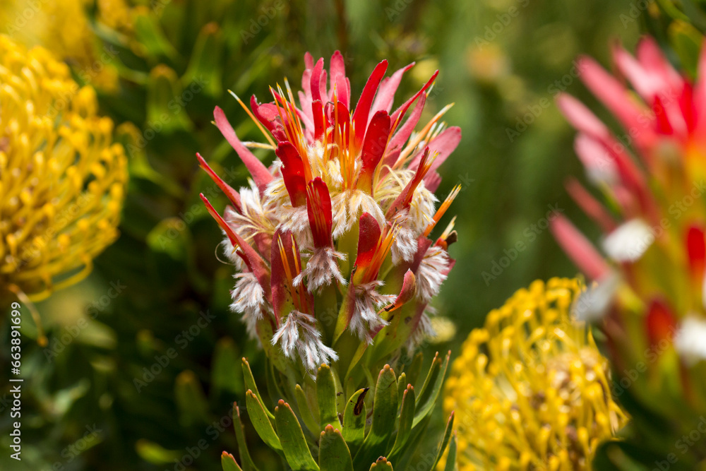 colorful Mimetes cucullatus flower, Kirstenbosch National Botanical Garden, Cape Town, South Africa colorful Mimetes cucullatus flower, Kirstenbosch National Botanical Garden, Cape Town, South Africa