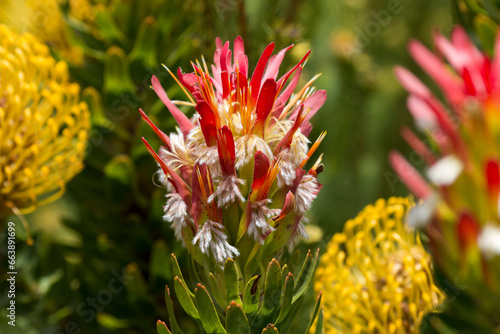 colorful Mimetes cucullatus flower, Kirstenbosch National Botanical Garden, Cape Town, South Africa photo