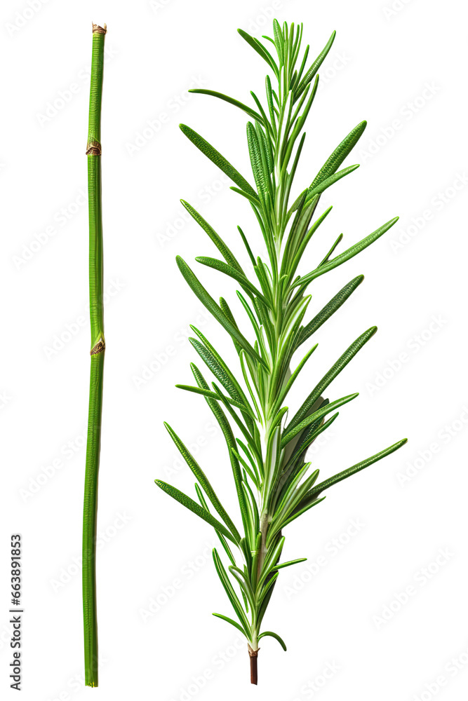 Naklejka premium A close up of a plant with a white background . Transparent PNG