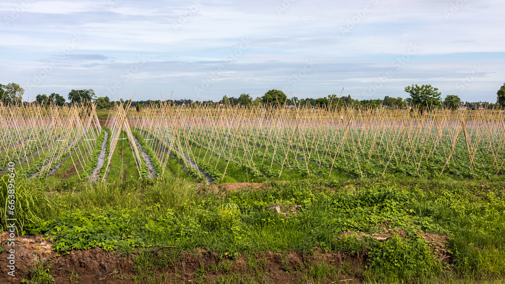 Panoramic view of a cucumber plantation filled with bamboo sticks. Panoramic view of a cucumber plantation filled with bamboo sticks.