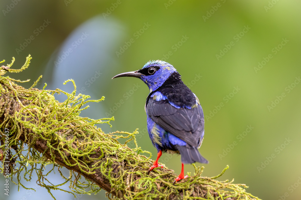 Obraz premium Male of Red-legged honeycreeper (Cyanerpes cyaneus), small songbird species in the tanager family (Thraupidae), La Fortuna, Volcano Arenal, Wildlife and birdwatching in Costa Rica.