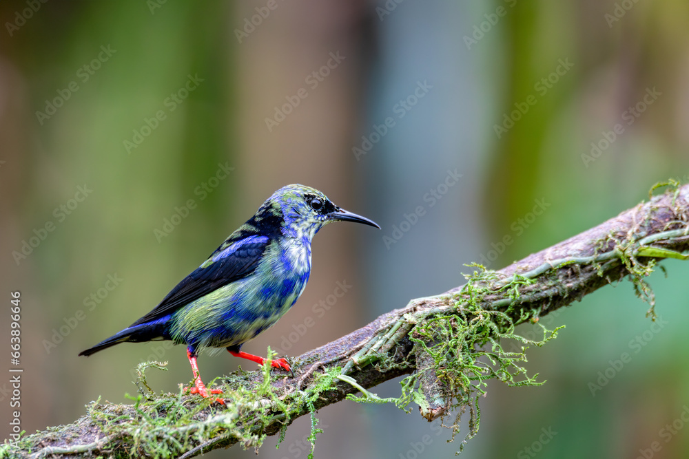 Red-legged honeycreeper Juvenile(Cyanerpes cyaneus), small songbird species in the tanager family (Thraupidae), La Fortuna, Volcano Arenal, Wildlife and birdwatching in Costa Rica. Red-legged honeycreeper Juvenile(Cyanerpes cyaneus), small songbird species in the tanager family (Thraupidae), La Fortuna, Volcano Arenal, Wildlife and birdwatching in Costa Rica.