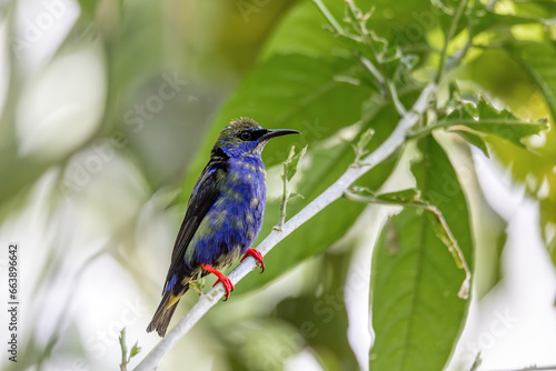 Red-legged honeycreeper Juvenile(Cyanerpes cyaneus), small songbird species in the tanager family (Thraupidae), La Fortuna, Volcano Arenal, Wildlife and birdwatching in Costa Rica.