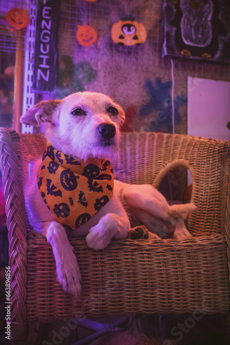 Perro mestizo blanco con pañuelo de Halloween en estudio de neones photo