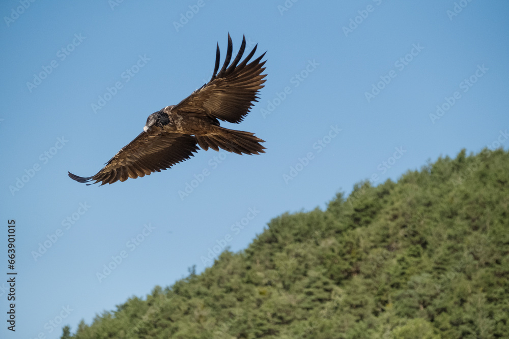 Fototapeta premium Buitre volando en espera de su presa