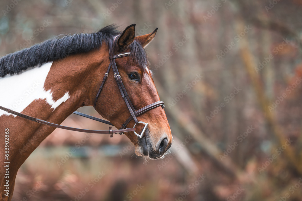 Obraz premium Horse bridle and bit. Horse head. Riding equipment.