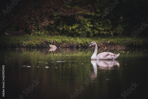 A lone gray swan on a lake.