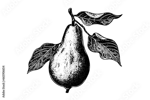Pear fruit hand drawn ink sketch. Engraved style vector illustration.
