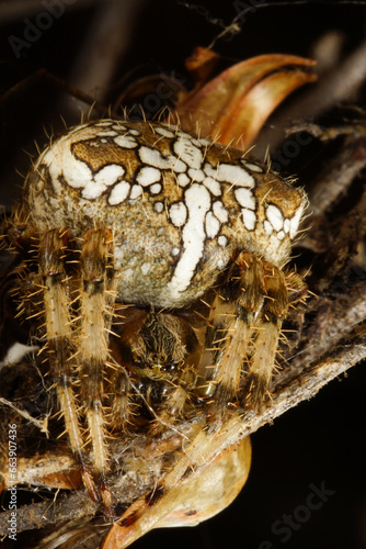 Female orb-weaving spider (Araneus pallidus), in old flower stalk of Drosophyllum lusitanicum, Portugal