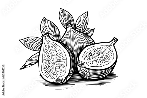 Figs fruit hand drawn ink sketch. Engraved style vector illustration.