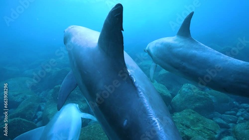 ミナミハンドウイルカ39_御蔵島_ 2022.12.12-13_お腹を上にして泳ぐ