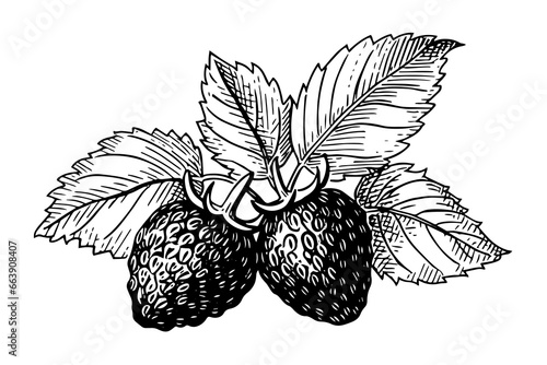 Blackberry fruit hand drawn ink sketch. Engraved style vector illustration.