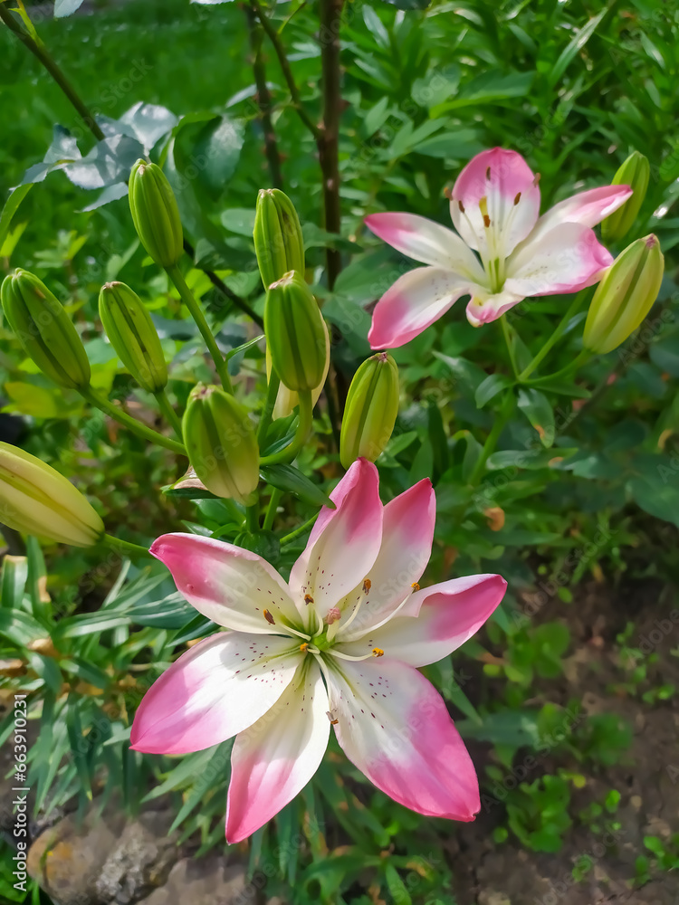 White and pink Lanceolate lily White and pink Lanceolate lily