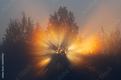 Morning  light fog. The rays of the rising sun in the backlight break through the branches of the trees
