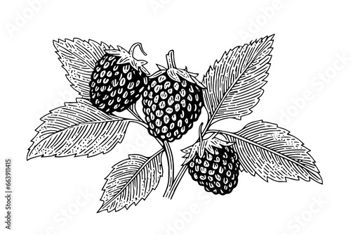 Blackberry fruit hand drawn ink sketch. Engraved style vector illustration
