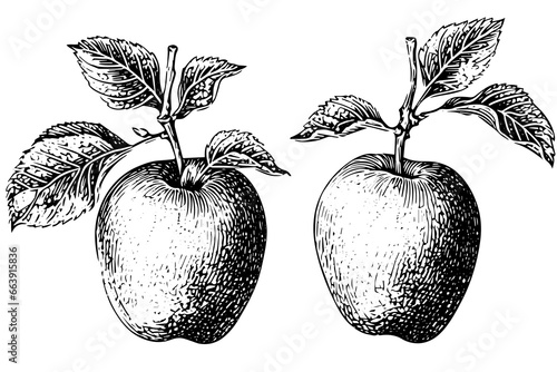 Apple fruit hand drawn ink sketch. Engraved style vector illustration