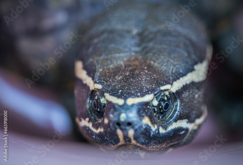 Close-up of an amphibian turtle's eye with shallow depth of field photo