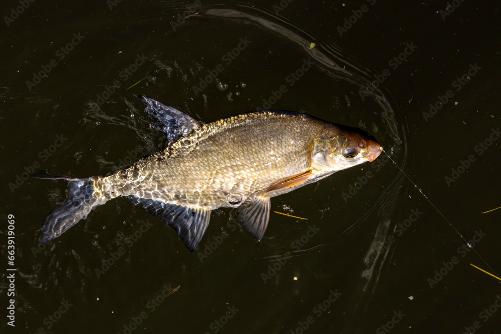 Pêche à la brème en rivière.
