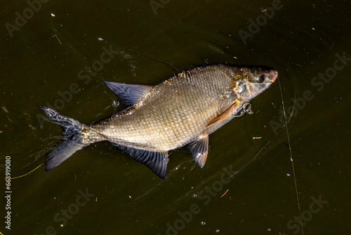 Pêche à la brème en rivière.