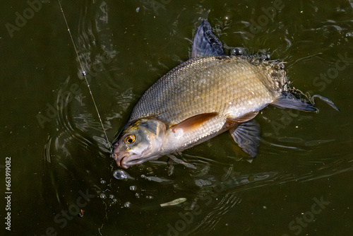 Pêche à la brème en rivière.
