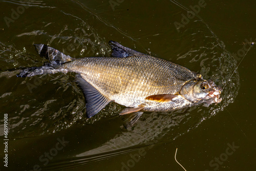 Pêche à la brème en rivière.