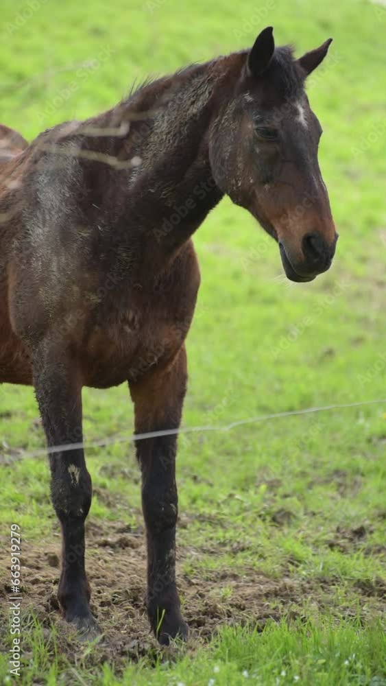 Black horse standing in front of an electric fence on a pasture in the countryside Black horse standing in front of an electric fence on a pasture in the countryside
