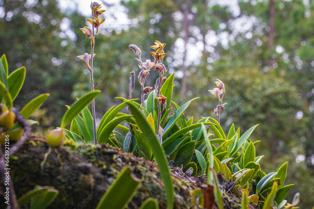 Eria lasiopetala(Wild.) Ormerod comb.nov., Beautiful rare wild orchids in tropical forest of Thailand. Eria lasiopetala(Wild.) Ormerod comb.nov., Beautiful rare wild orchids in tropical forest of Thailand.