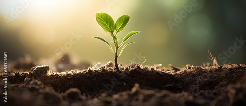 Emerging Hope: A Vibrant Green Seedling Sprouting from the Soil photo