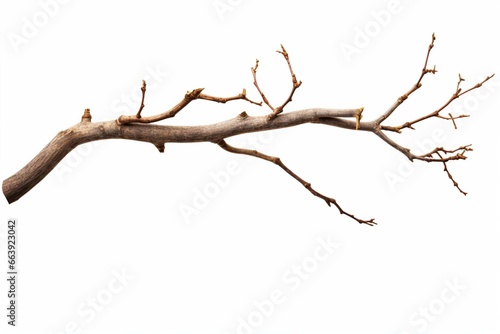 isolated branch on white with clipping path. Generative AI