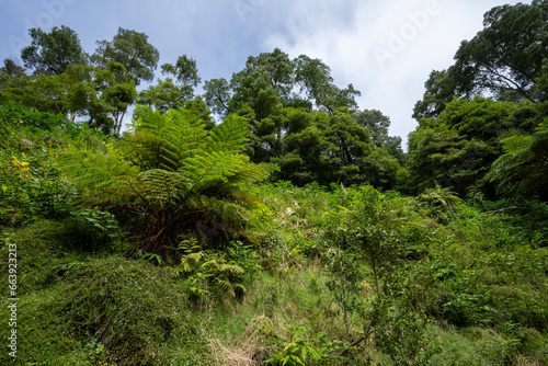 Vegetation in the Caldera Velha nature reserve on the Island of Sao Miguel in the Azores