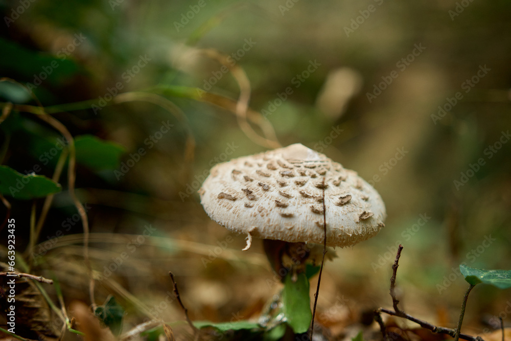 Parasol mushroom in a french forest called Parasol mushroom in a french forest called