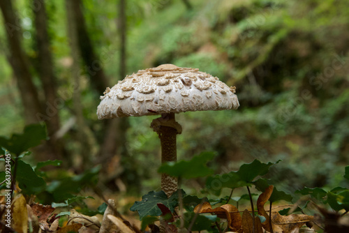 Parasol mushroom in a french forest called "La Beffe wood" near Lyon, Rhone Alpes, France.
