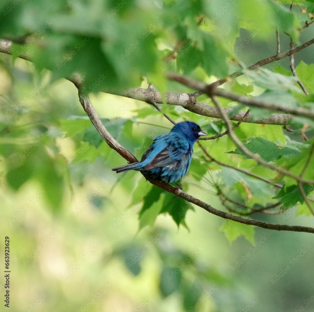 Indigo Bunting Fluffing Feathers  