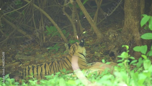 Royal Bengal Tiger named Bhanuskhindi taking rest under the shades of tree in waterbody at Tadoba andhari tiger reserve photo