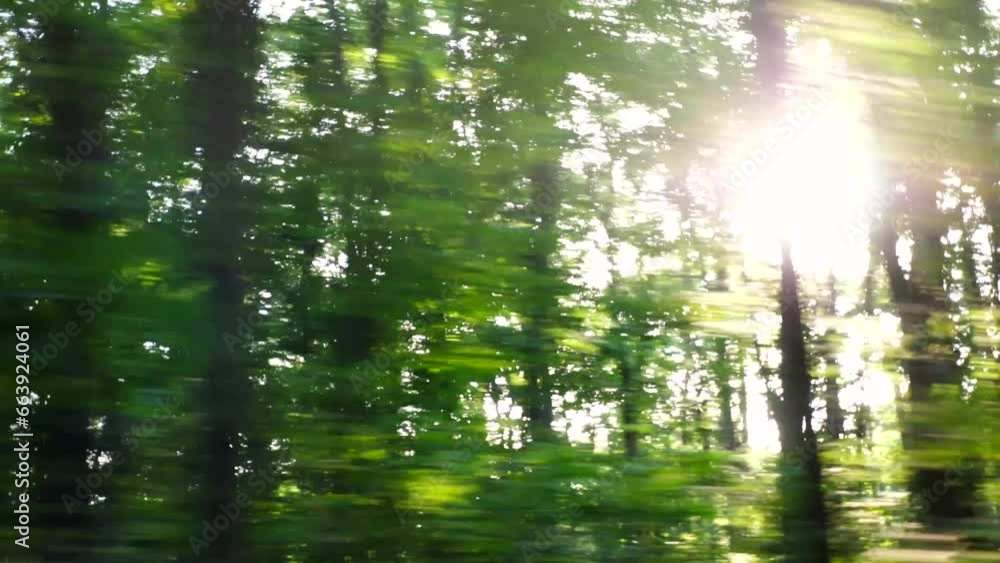 Point of view from the window of moving automobile on green forest at sunny daytime. Sunlight breaking through trees at summer day. Beautiful nature at background. Close up Slow motion