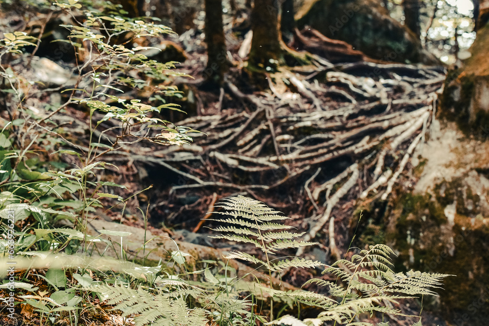 Forest floor landscape with blurred tree roots in the background and in-focus ferns in the foreground Forest floor landscape with blurred tree roots in the background and in-focus ferns in the foreground
