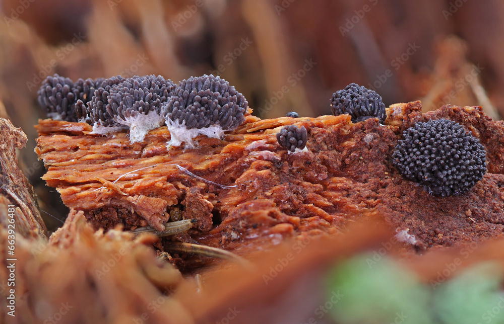 Fototapeta premium Tiny colorful wild forest mushrooms closeup