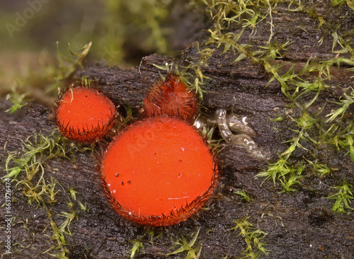 Tiny colorful wild forest mushrooms closeup