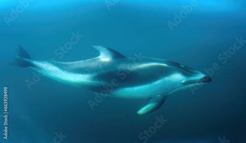 Pacific White-sided Dolphin © Jay S