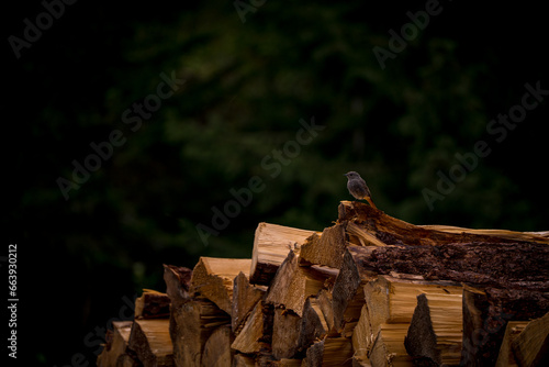 Black redstart ( Phoenicurus ochruros) sitting on woodstack. photo