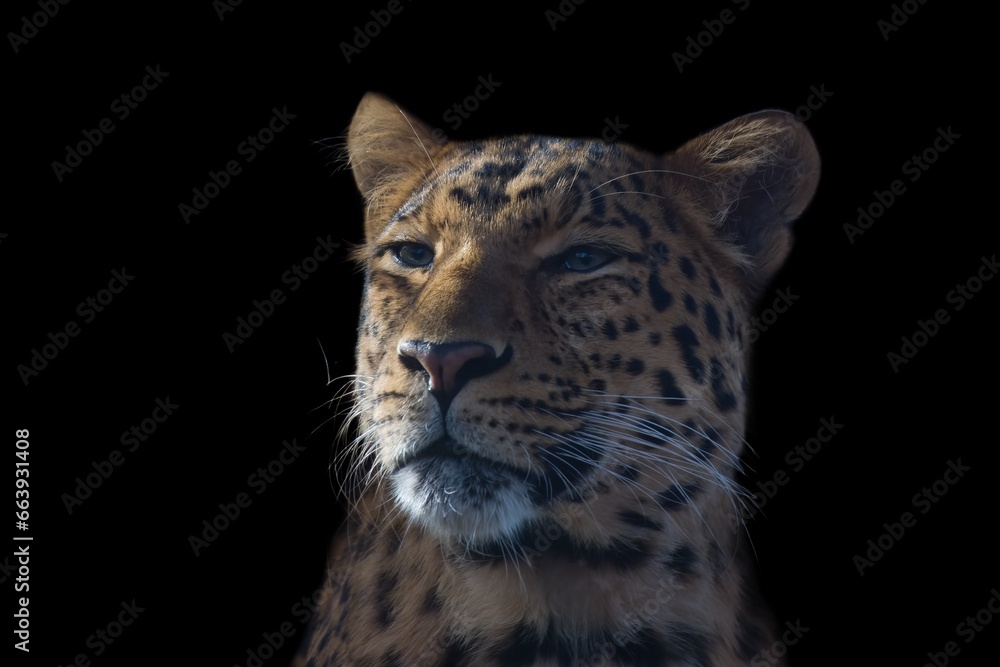 Chinese leopard, Panthera pardus japonensis portrait on a black background