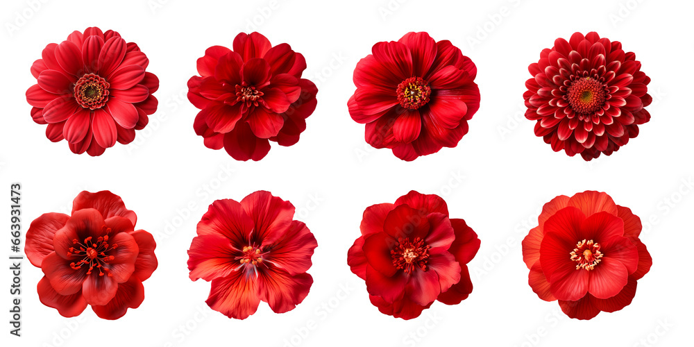 Collection of various red flowers isolated on a transparent background Collection of various red flowers isolated on a transparent background
