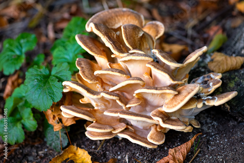 Giant or black-staining polypore (Meripilus giganteus) is a bracket fungus in the family Meripilaceae. Large clumps of fruiting bodies on forest floor in a german wood. Brownish multi-capped mushroom. photo