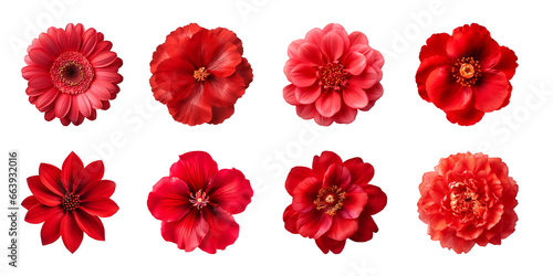 Collection of various red flowers isolated on a transparent background