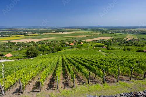vineyard in Somlo  Somlyo  hill  Veszprem county  Hungary