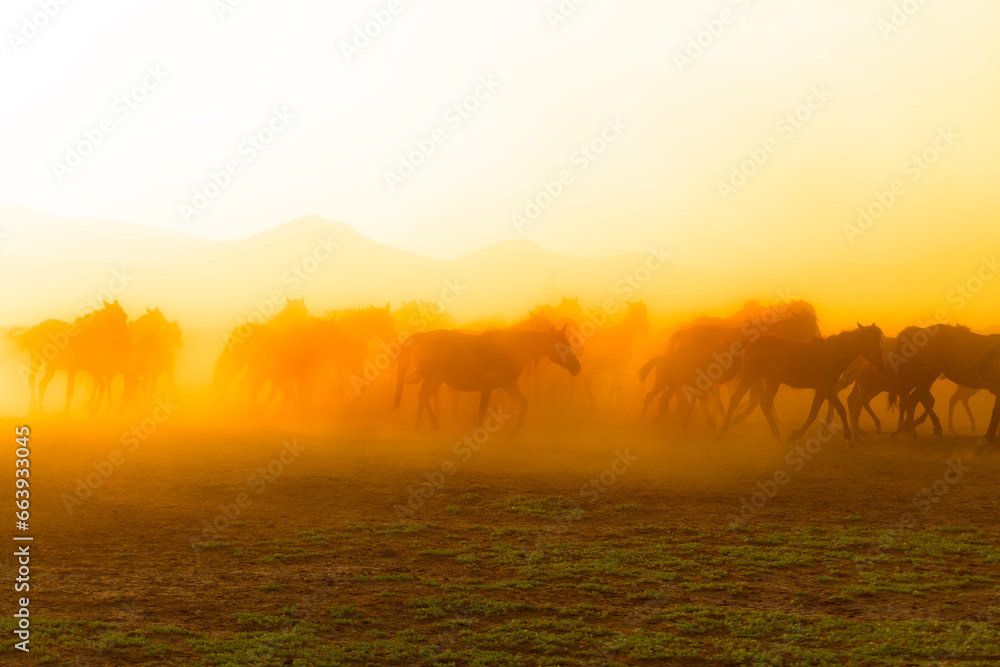 View of wild horses at sunset. (Yılkı Atları).  Kayseri. Turkey.