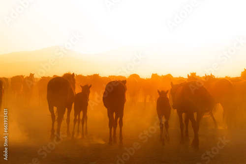 View of wild horses at sunset.  Y  lk   Atlar   .  Kayseri. Turkey.