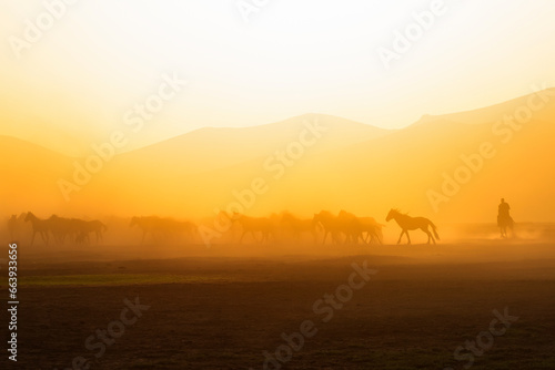 View of wild horses at sunset.  Y  lk   Atlar   .  Kayseri. Turkey.