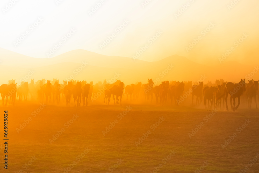 Naklejka premium View of wild horses at sunset. (Yılkı Atları). Kayseri. Turkey.