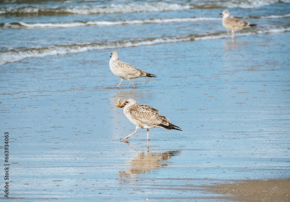 Obraz premium Seagull catching a starfish